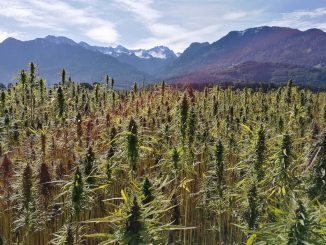 cannabis field